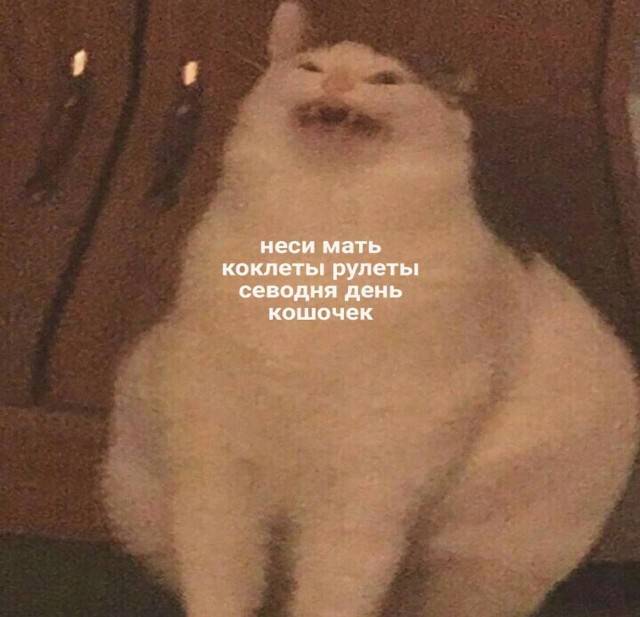 История про кошку в день кошек