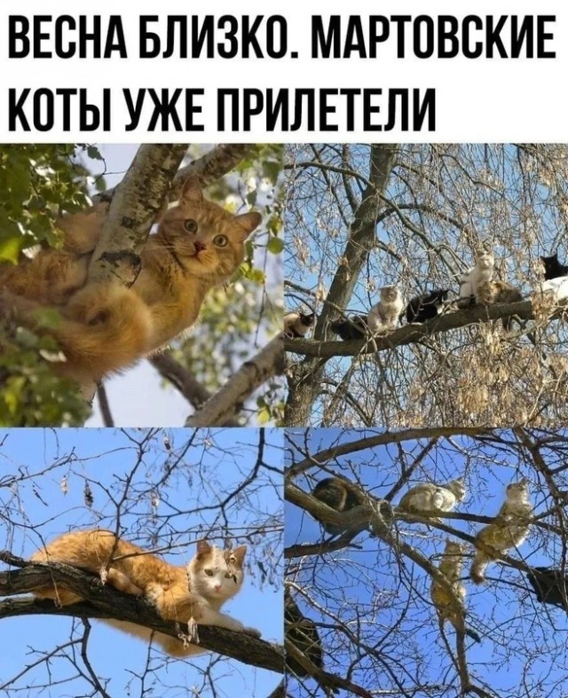 Тлидцать тли от 11 маЛта
