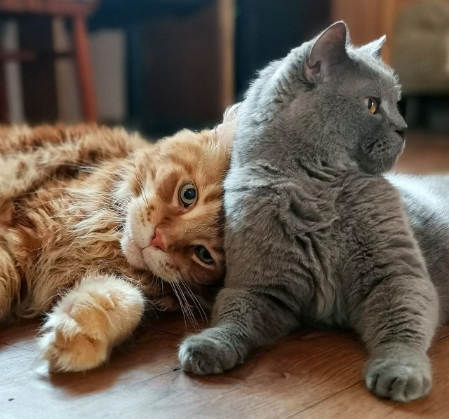 Котовторник