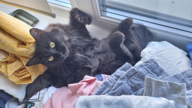 Жизнь с котом в одной картинке