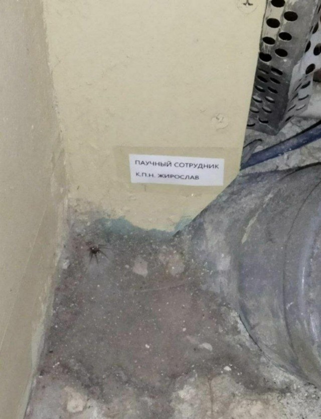 Меня твой шеф прислал