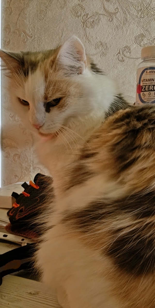 К котовторнику. Кот Роршаха