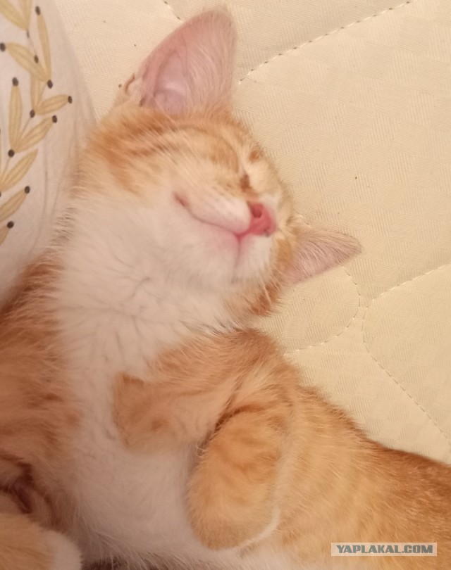 Нефотогеничный кот
