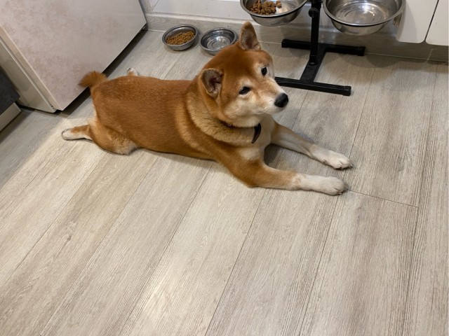 Собакочетверг!