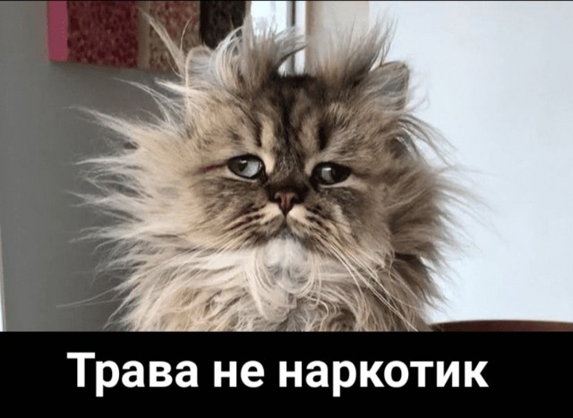 В Питере мужчина вырастил целую плантацию конопли прямо в квартире