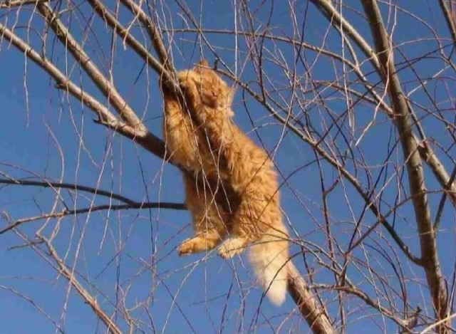 Последний лист⁠