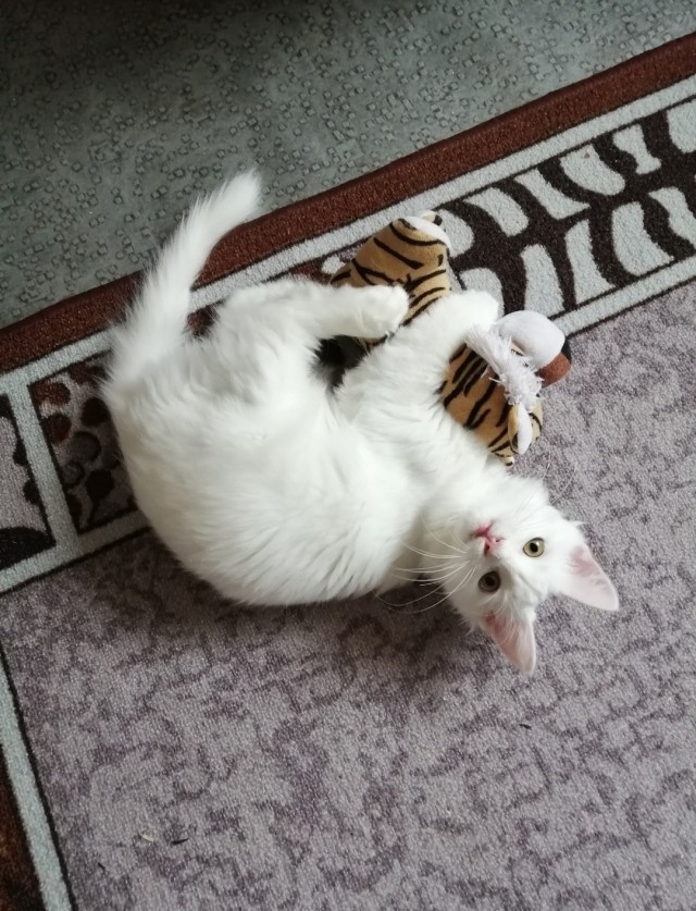 А котовторник уже пришёл?