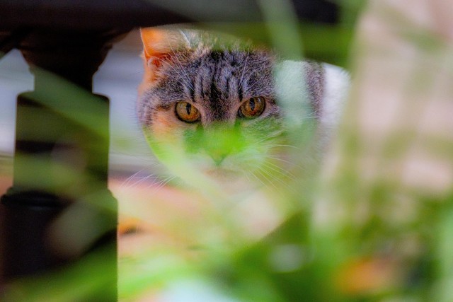 Фотосессия для трёхцветной кошки
