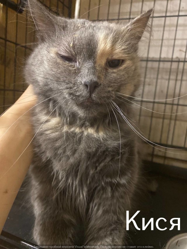 Жизнь домашнего приюта "Котоленд" 562