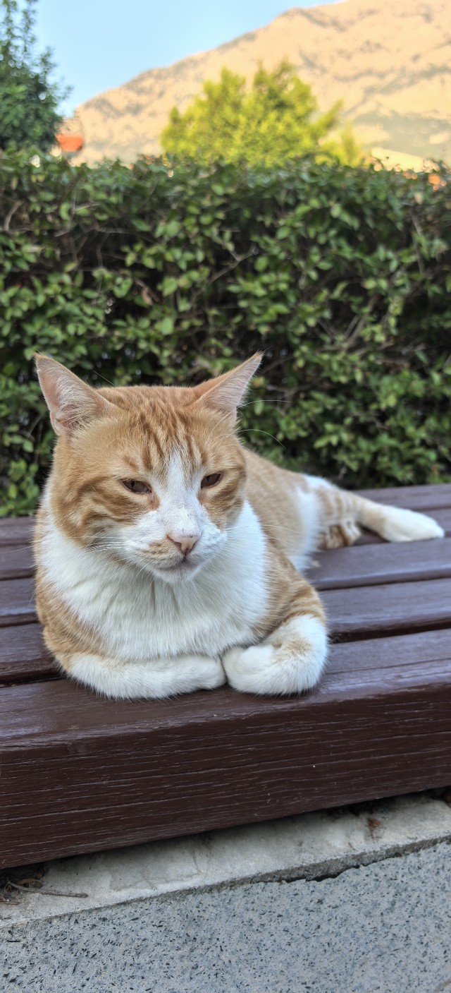 Котовторник 29.09.2026