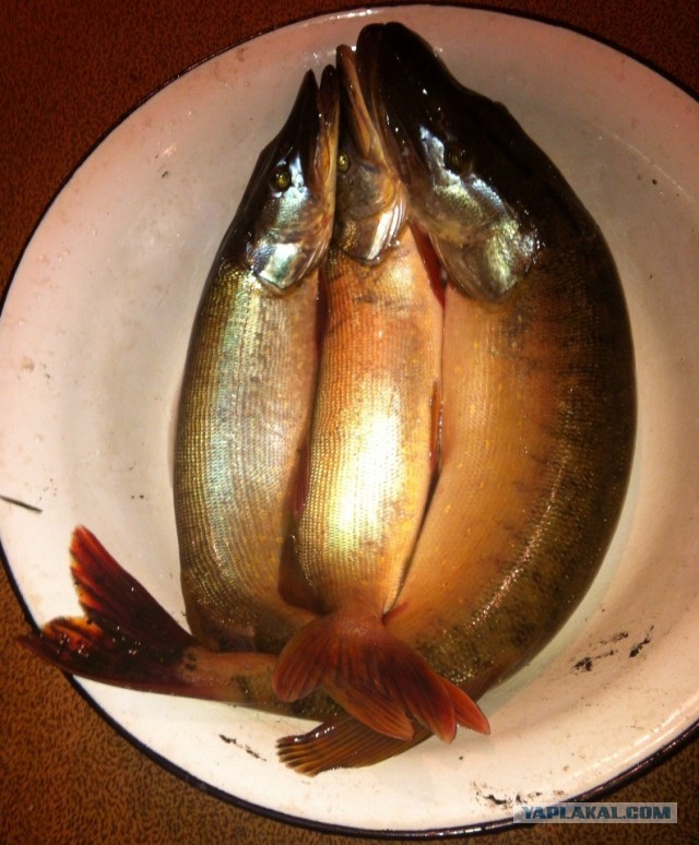 Осень на носу