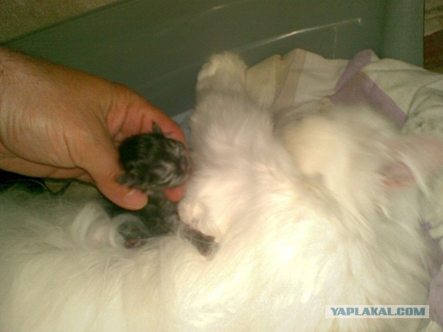 Котовторник   17.12.2013