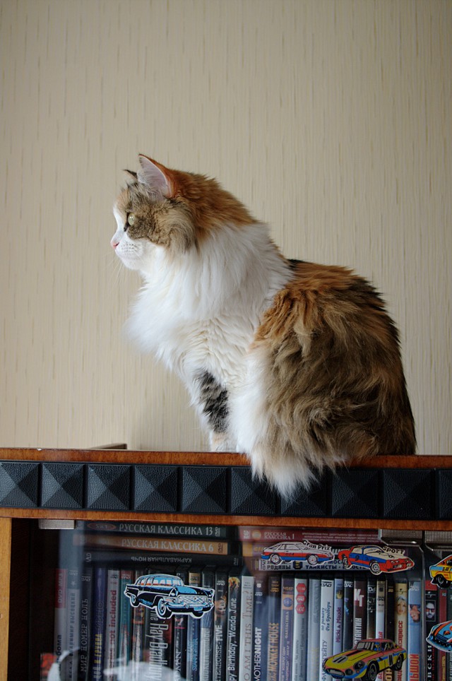 Котовторник 22.07.14
