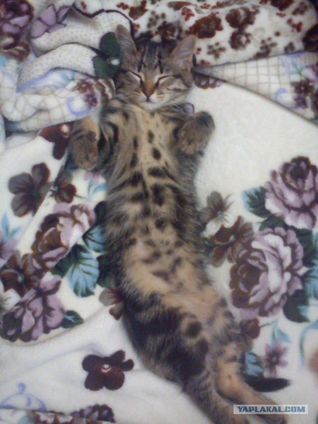 Моим котам