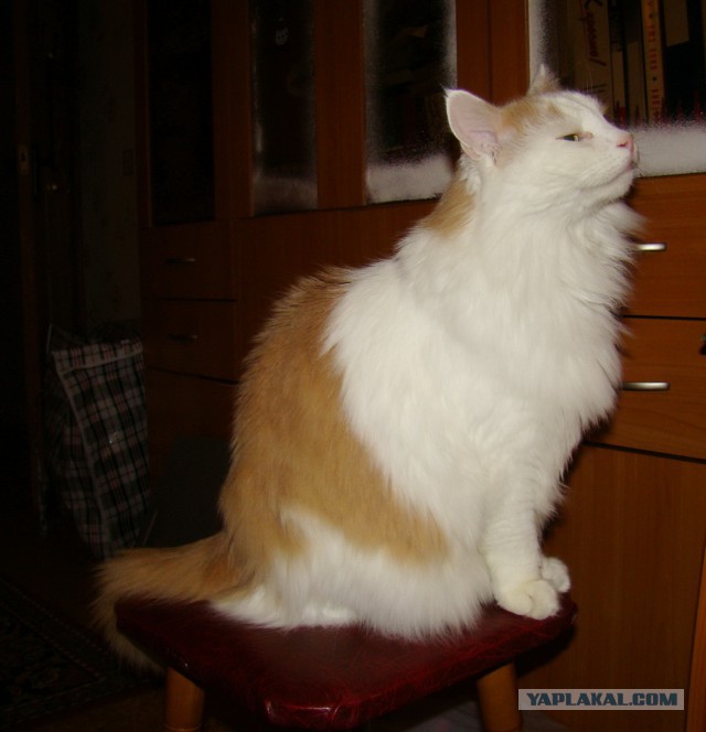 Котовторник