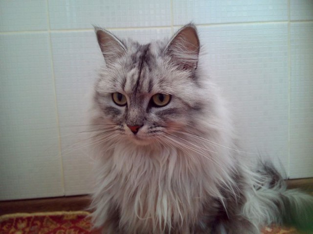Котовторник 31.03.2015