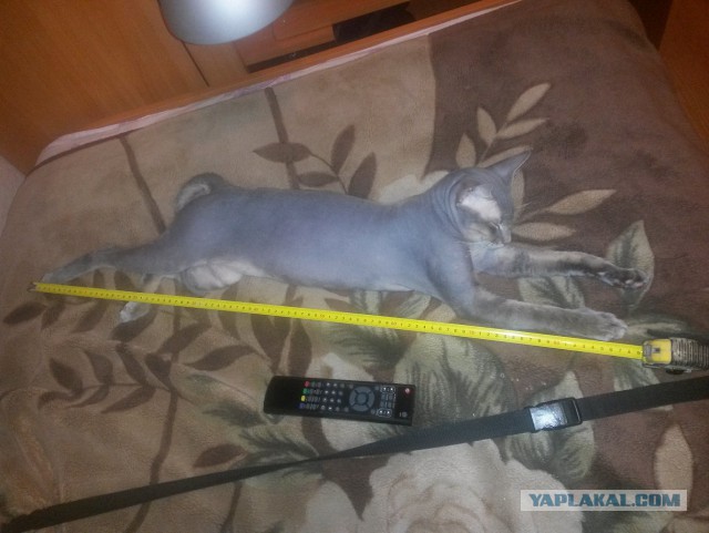 Котовторник