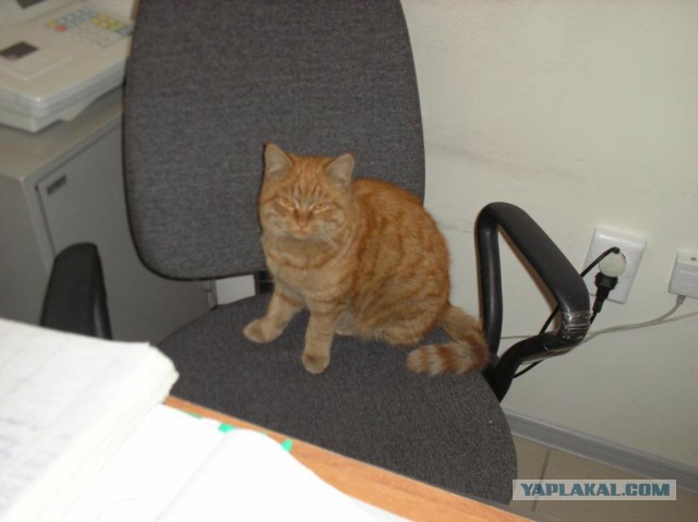 Котовторник 22.12.2015