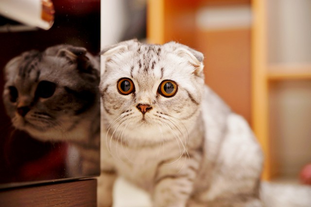 Котики на выходные