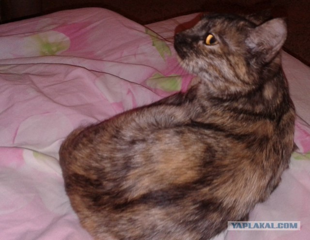 Восьмомартовский котовторник