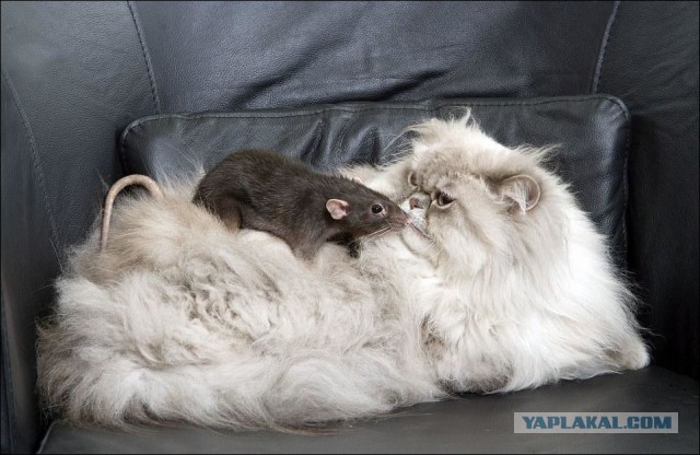 Ну, очень нервная кошка.