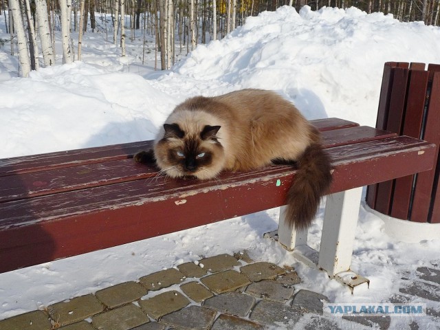 Снежный кот. Первому снегу посвящается.