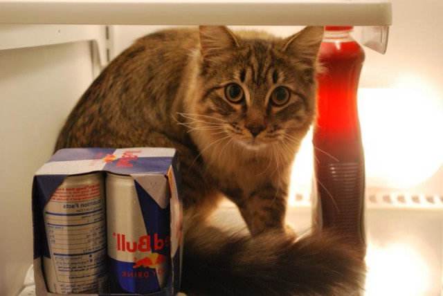 Коты из сети