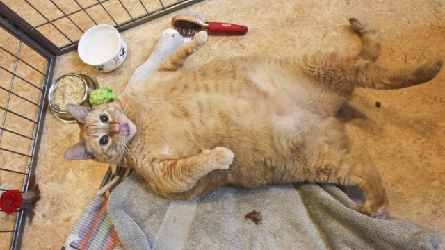 Котовторник 03.01.2017, первый в 2017!