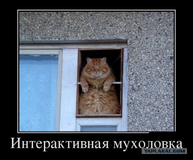 Веселая подборка демотиваторов