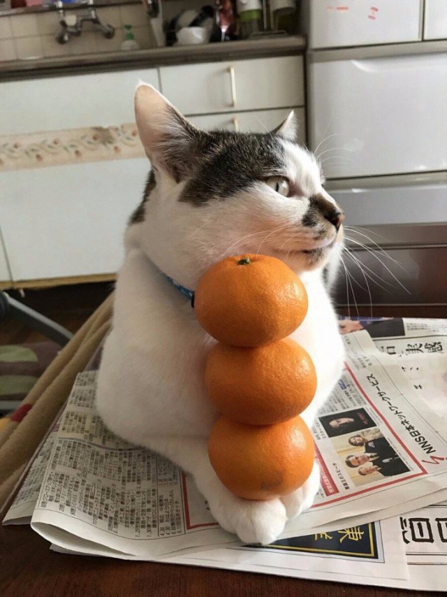 Коты и Кошки