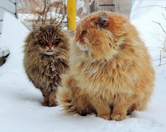 Картинок всяких