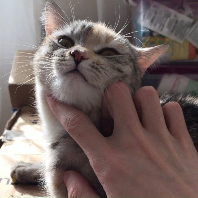 Прикольных котов пост