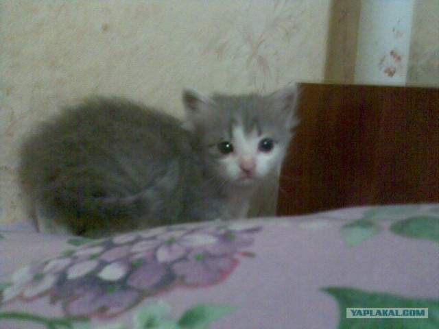 Котовторник уже сегодня!