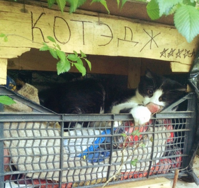 Прикольных котов пост