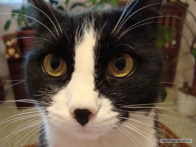 Котовторник 17.04.2012