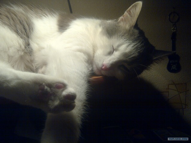 Котовторник 1 мая 2012