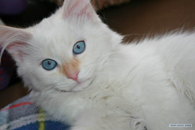 Котовторник на 26.06.12
