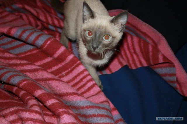 Котовторник 11.09.2012