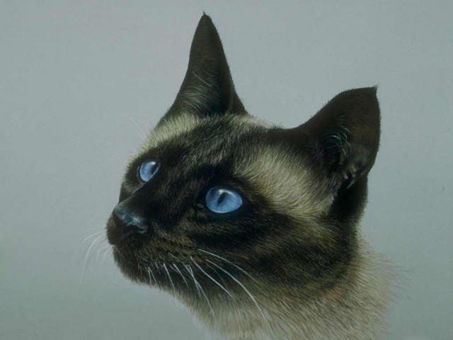 Рисованные киски