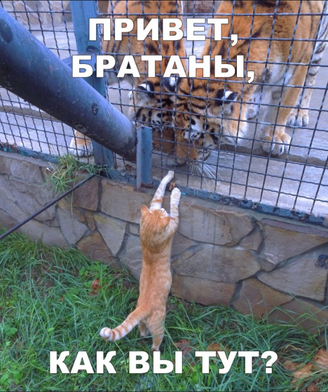 Нестандартный юмор