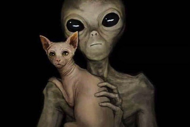 Ученый рассказал, как инопланетяне наблюдают за нами при помощи кошек