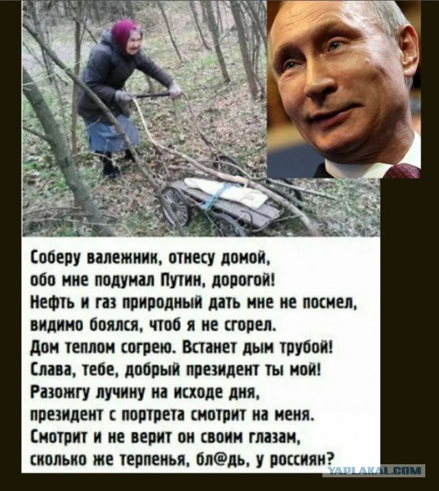 Власти взяли под контроль сбор грибов, ягод и берёзового сока