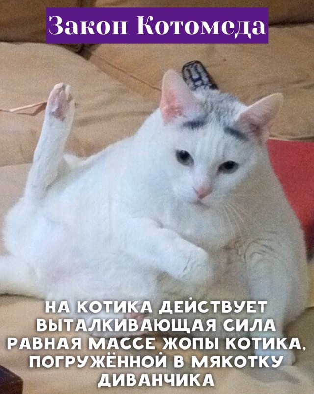 8 основных законов котиков