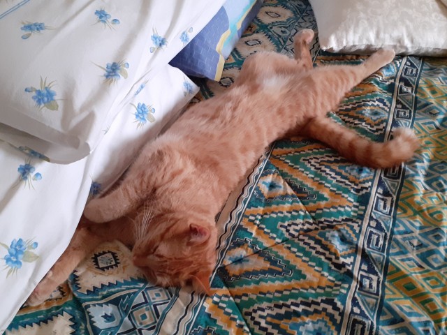 Коты, которые нас порадовали!