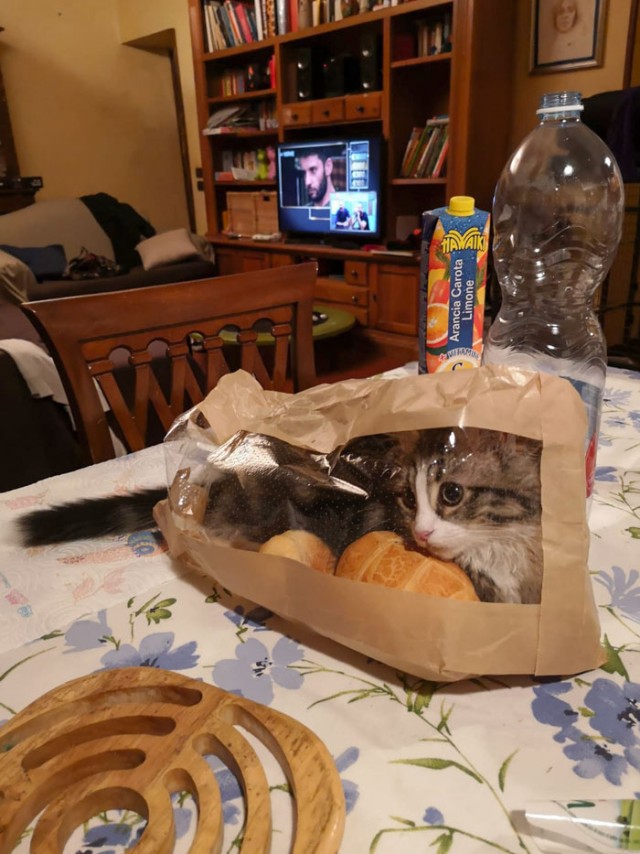 Фотографии, которые доказывают, что кошки самые большие сволочи