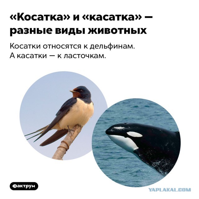 Косатка: Кровожадные бабушки