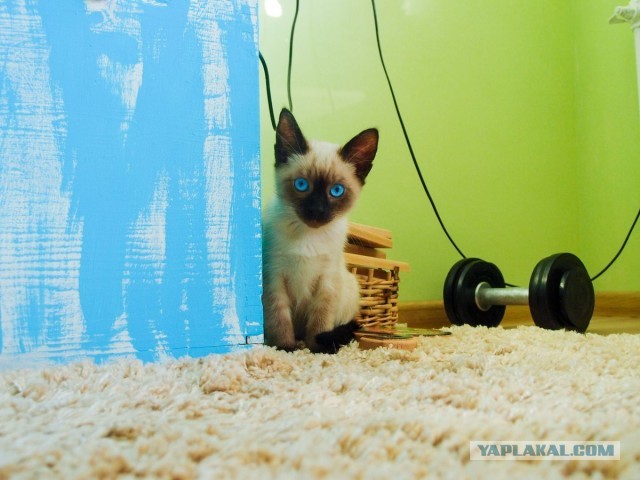 Котовторнику быть!