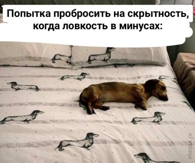 Картинки и мемы для настроения 011