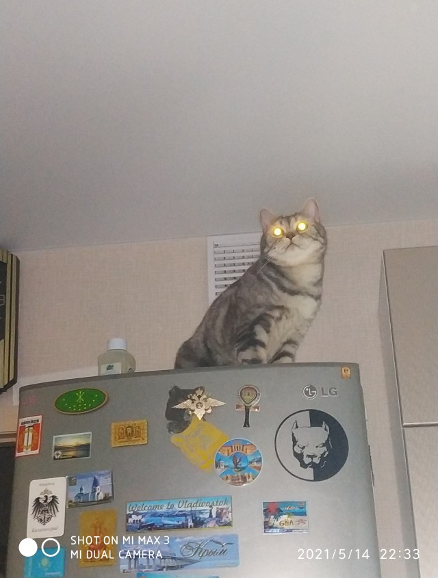 А котовторник уже начался?