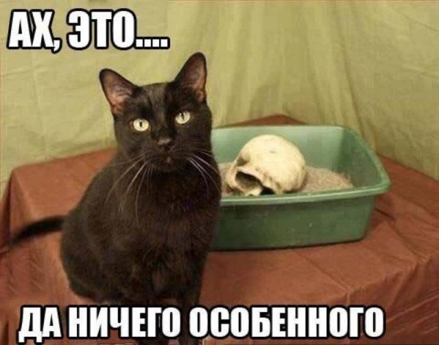 Так выглядят резцы бобра